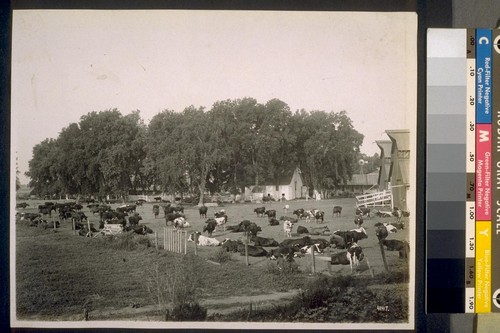 DAIRY, on Sacramento River bottom lands, near Rivergarden Farms