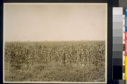 1000 acre corn field Rivergarden Farms, "Fair Ranch"