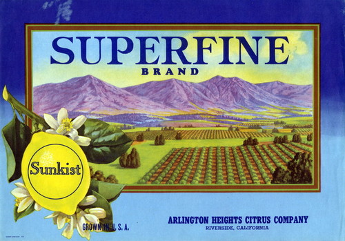 Crate label, "Superfine Brand." Arlington Heights Citrus Company, Riverside, Calif