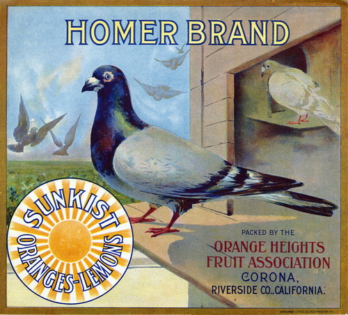 Crate label, "Homer Brand." Packed by the Orange Heights Fruit Association