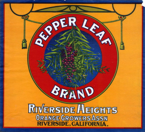 Crate label, "Pepper Leaf Brand." Riverside Heights Orange Growers Assn., Riverside, Calif