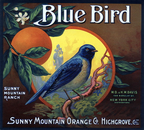 Crate label, "Blue Bird." Sunny Mountain Orange Co. Highgrove, Calif