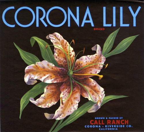 Crate label, "Corona Lily Brand." Grown and packed by Call Ranch. Corona, Riverside Co., Calif