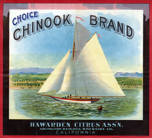 Crate label, "Choice Chinook Brand." Hawarden Citrus Ass'n. Arlington Heights Riverside Co. California