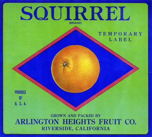 Crate label, "Squirrel Brand." Temporary Label. Grown and packed by Arlington Heights Fruit Co. Riverside, Calif