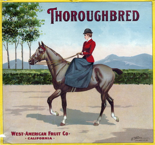 Crate label, "Thoroughbred." West-American Fruit Co., California