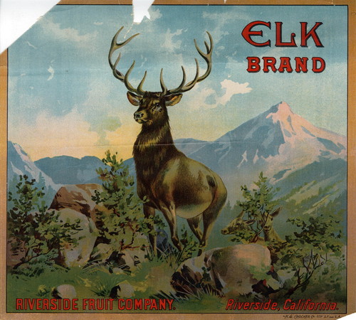 Crate label, "Elk Brand." Riverside Fruit Company. Riverside, Calif