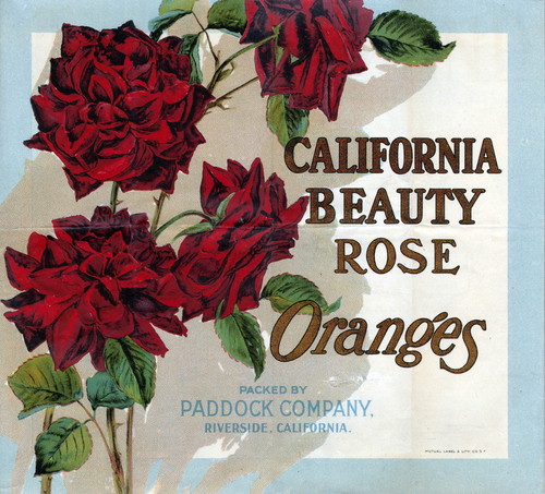 Crate label, "California Beauty Rose." Oranges. Packed by Paddock Company, Riverside, California