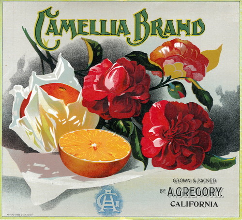 Crate label, "Camellia Brand." Grown & Packed by A. Gregory, California