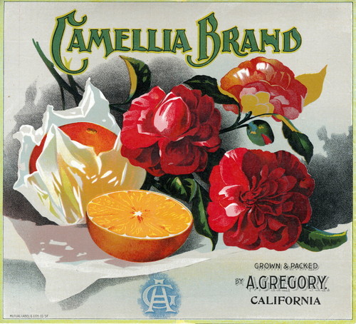 Crate label, "Camellia Brand." Grown & Packed by A. Gregory, California