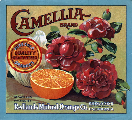 Crate label, "Camellia Brand." Pure Gold Quality Guaranteed Oranges