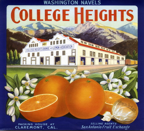 Crate label, "College Heights." Washington Navels