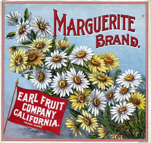 Crate label, "Marguerite Brand." Earl Fruit Company, California