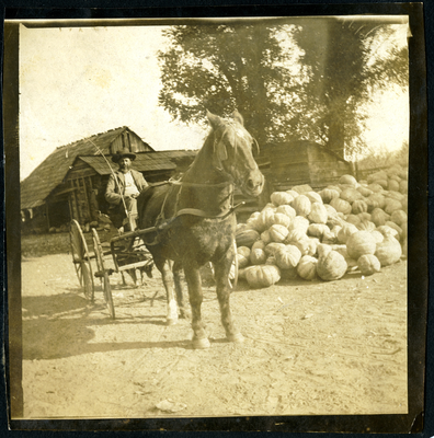 Wiley Hinds driving horse-drawn carriage on farm, pumpkins stacked to the right