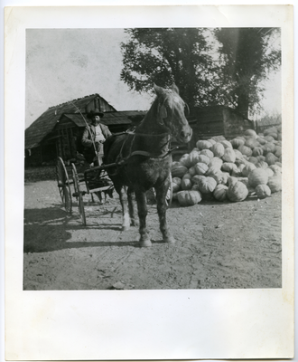 Wiley Hinds driving horse-drawn carriage on farm, pumpkins stacked to the right