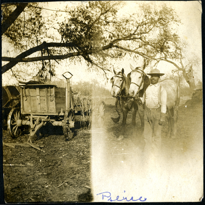 Man standing with two horses next to hay cart beneath tree in field