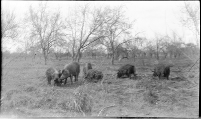Pigs in field feeding