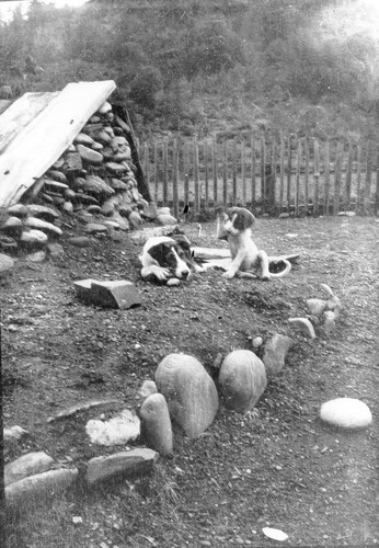 Johnsons: The stone-ended sweathouse with a puppy on it