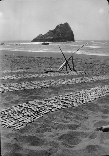 Howinquit: Surf fish drying, in the Smith River pattern. A modern print exists. Label on back in Mrs. Roberts' cursive, reads:--Smelt drying June 1962 at Smith River--on ocean at Smith River reservation Amelia Browns camp
