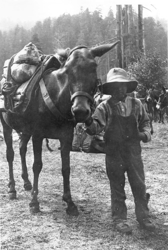 Klamath Glen (Terwer Flat): A mule load of chrome ore from Red Mountain, ca. 1917