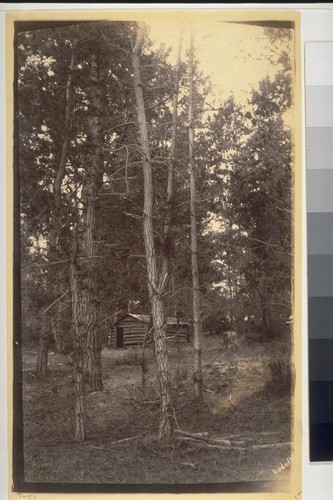 "Among the Pines, Monterey, California" (note log cabin)