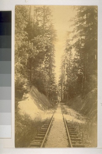 "Down the Track" Big Tree Station, Santa Cruz County