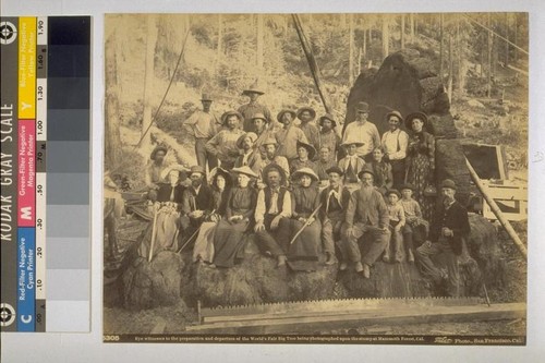 Eye witnesses to the preparation and departure of the World's Fair Big Tree being photographed upon the stump at Mammoth Forest, California- Taber, photographer (5305)