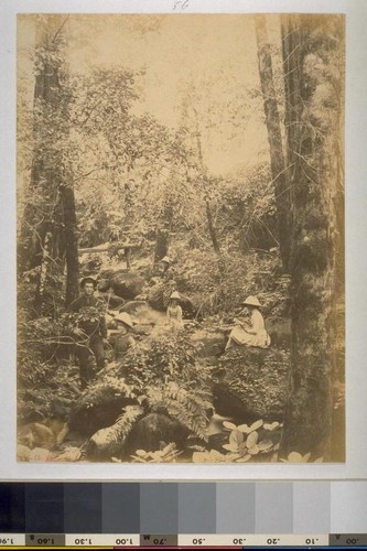 "Rambling among the Ferns" Boulder Creek, Santa Cruz, California, July 1, 1887