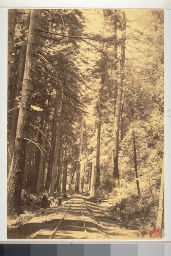 "Down the Lane", Sonoma County