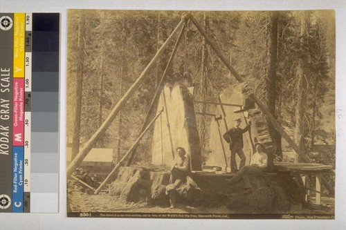 "The above is a one-foot section, cut in two, of the World's Fair Big Tree, Mammoth Forest, California - Taber, photographer (5301)