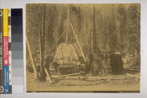 Sections of the World's Fair Big Tree being crated for transportation from Mammoth Forest, California - Taber, photographer (5302)