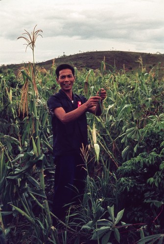 Checking the Commune Corn Crop