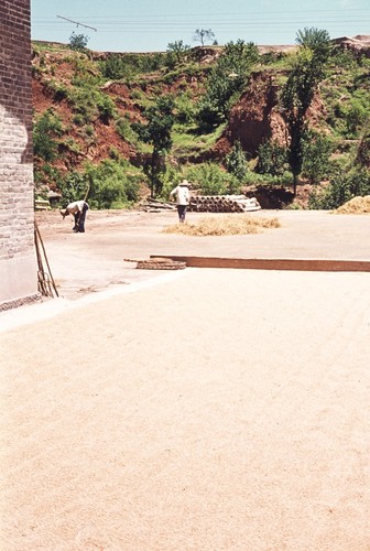 Grain Laid out to Dry at Dazhai Brigade