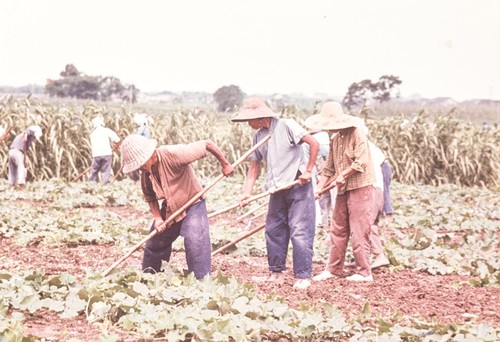 Collectivize Agricultural Hand Labor