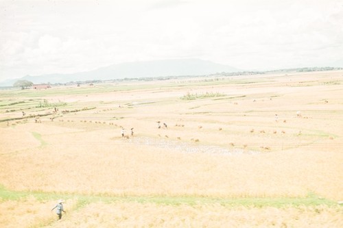 Commune Agricultural Fields