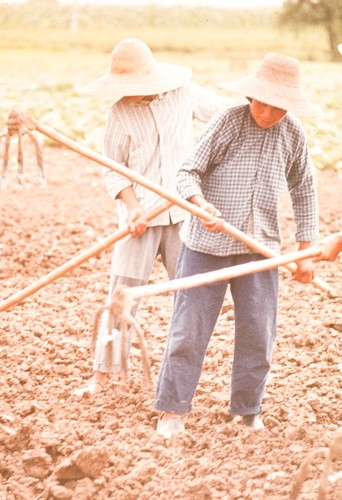 Women were Doing Field Work