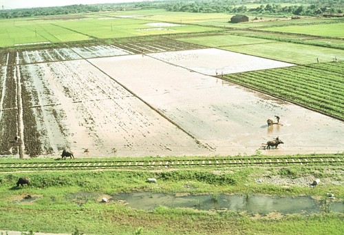 Use of Water Buffalo to Till Communal Fields