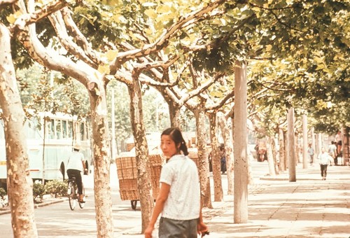 Tree Lined Streets of Nanjing