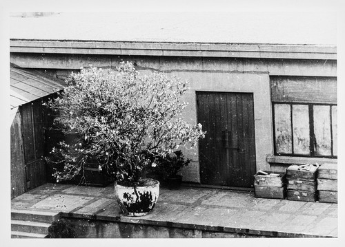 City Houses and Potted plants