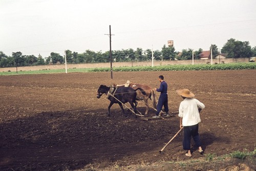 Agricultural Work Powered by Draft Animals