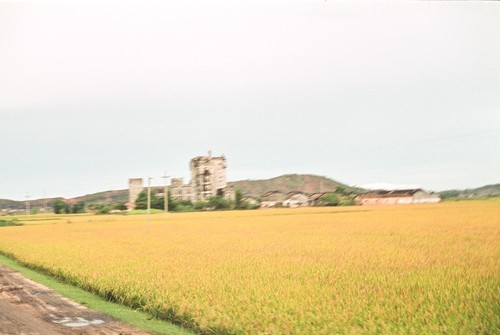 Rice Fields