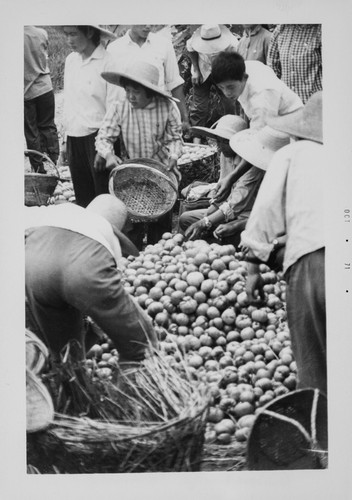 Vegetable Farmers