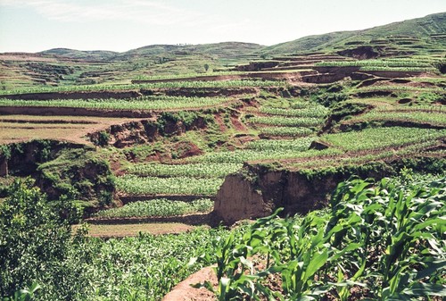 Terracing of Corn