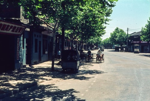 Tree Lined Urban Back Street