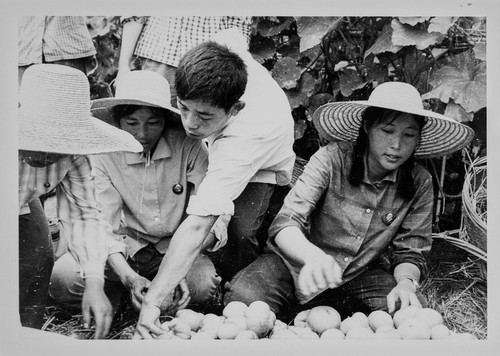 Vegetable Farmers