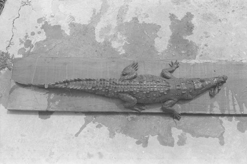 A caiman laying on the ground, Isla de Salamanca, Colombia, 1977