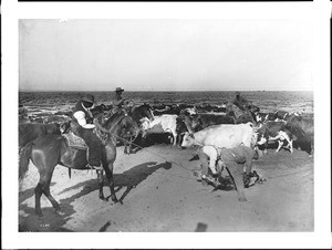 Cowboys wrestling steers for branding, ca.1898