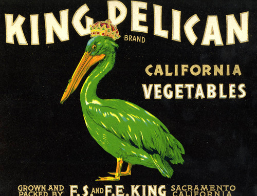 King Pelican