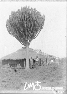 Euphorbia in front of a hut, Makulane, Mozambique, ca. 1896-1911