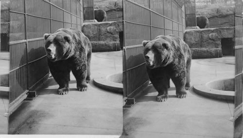 Alaskan Brown Bear, Posing For His Pictures. Bronx Park. N.Y.C
